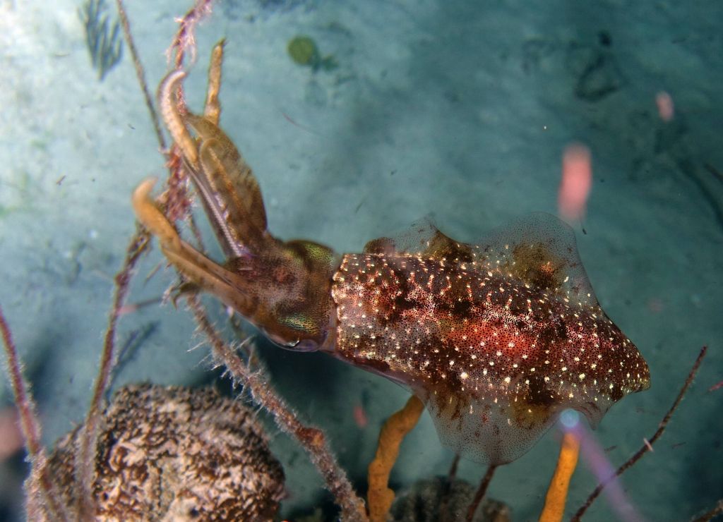 night dives were often better than day dives, and found one squid