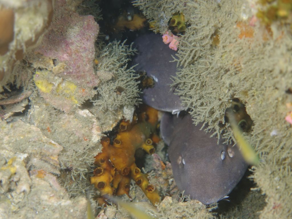 the only sharks I saw, but they were cute and sleeping in a hole