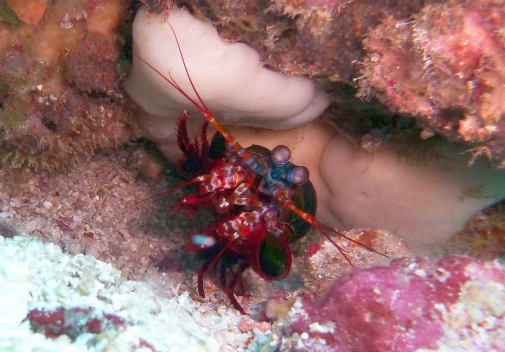 Manta Shrimp, usually very shy and hard to find