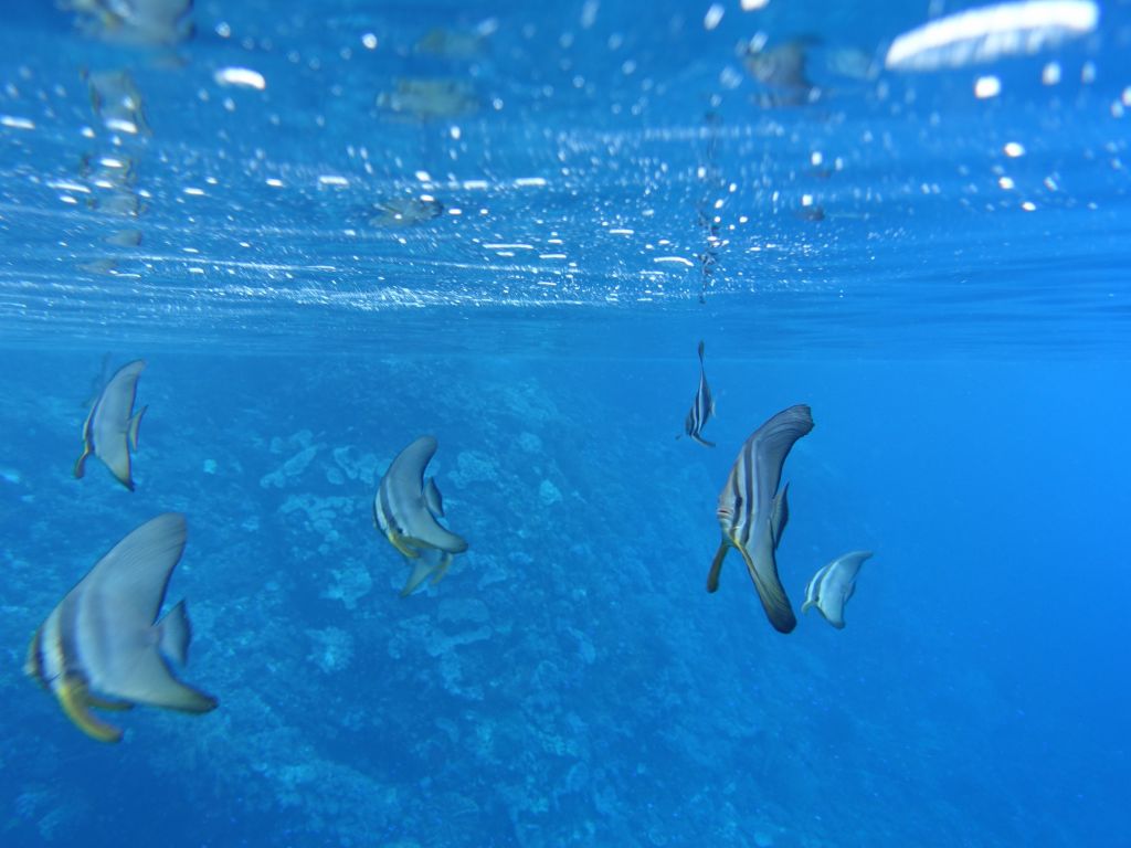 batfish are often quite tame and curious, they kept swimming around us