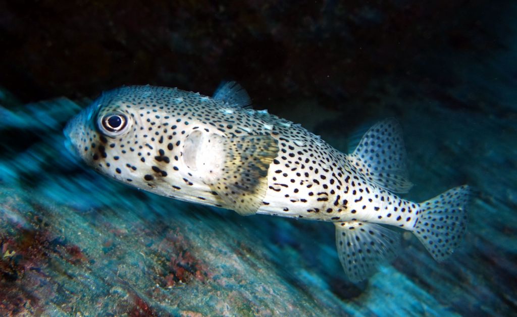 porcupine fish